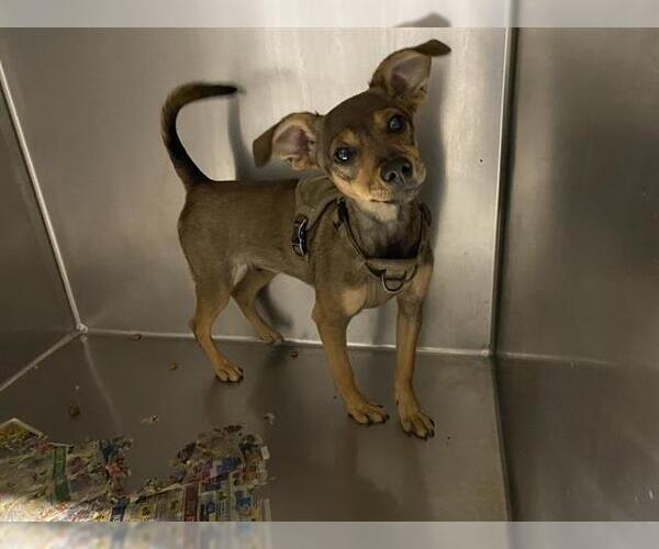 Medium Photo #1 Chihuahua-Unknown Mix Puppy For Sale in Modesto, CA, USA