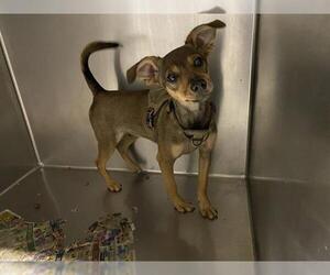 Chihuahua-Unknown Mix Dogs for adoption in Modesto, CA, USA