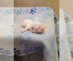Shih Tzu Puppy for sale in FANNING SPGS, FL, USA