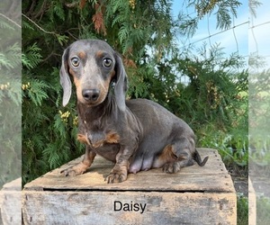 Mother of the Dachshund puppies born on 08/04/2026