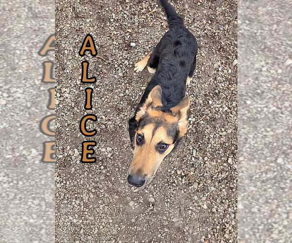 Medium Photo #1 German Shepherd Dog Puppy For Sale in Port Clinton, OH, USA