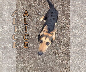 German Shepherd Dog Dog for Adoption in Port Clinton, Ohio USA