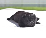 Small #1 Pug