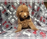 Small #2 Goldendoodle (Miniature)