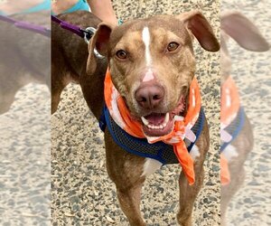 BamBam *Adopt or Foster* - Male Catahoula Leopard Dog-Unknown Mix Dog for Adoption - Photo #3