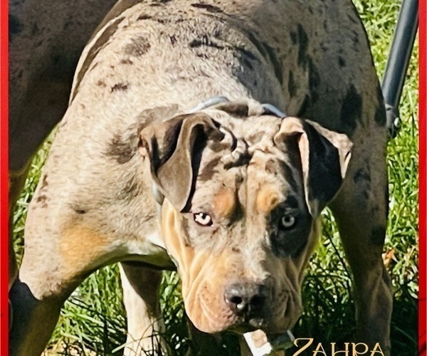 Medium Photo #7 American Bully Puppy For Sale in TRENTON, NJ, USA
