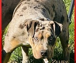 Small Photo #7 American Bully Puppy For Sale in TRENTON, NJ, USA