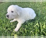 Small #4 Great Pyrenees-Newfoundland Mix