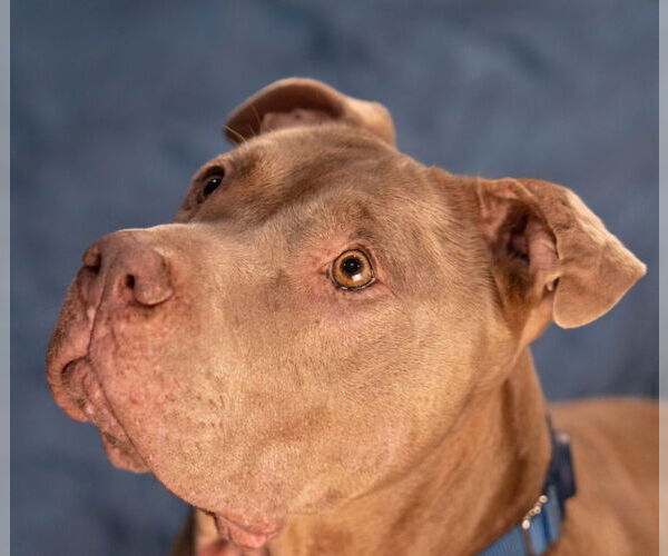 Medium Photo #24 American Staffordshire Terrier-Unknown Mix Puppy For Sale in Lake Forest, CA, USA