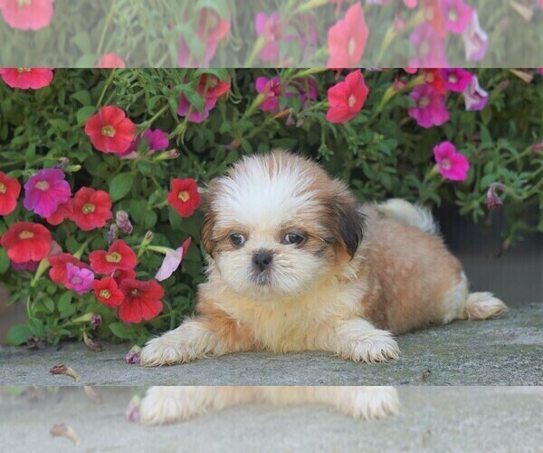 Medium Photo #1 Shih Tzu Puppy For Sale in FREDERICKSBG, OH, USA