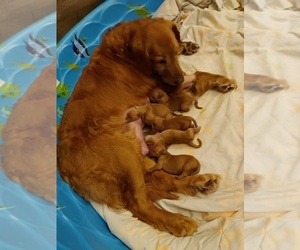 Mother of the Golden Retriever puppies born on 09/06/2022