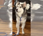 Small #13 Alaskan Malamute Mix