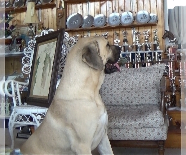 Medium Photo #1 American Mastiff Puppy For Sale in PIKETON, OH, USA