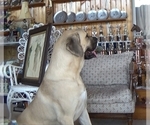 Small Photo #1 American Mastiff Puppy For Sale in PIKETON, OH, USA