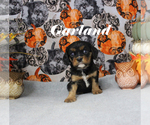 Small #8 Cavalier King Charles Spaniel