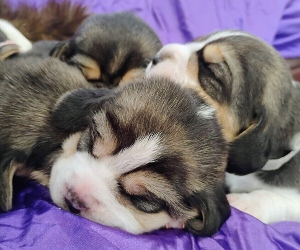 Medium Photo #1 Beagle Puppy For Sale in MOSCOW, ID, USA