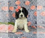 Small Photo #2 Cocker Spaniel Puppy For Sale in KIRKWOOD, PA, USA
