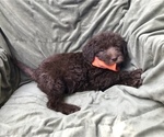 Small Photo #3 Labradoodle Puppy For Sale in COLCHESTER, CT, USA