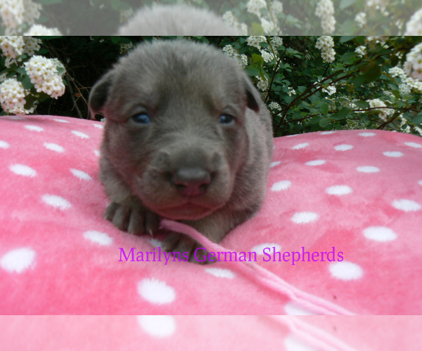 Medium Photo #2 German Shepherd Dog Puppy For Sale in PIEDMONT, MO, USA