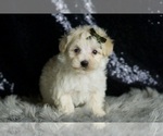 Small Photo #66 Maltipoo (Miniature) Puppy For Sale in WARSAW, IN, USA