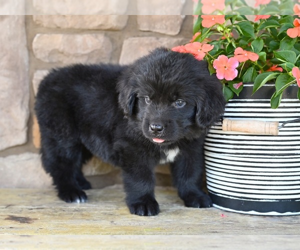Medium Photo #2 Newfoundland Puppy For Sale in MILLERSBURG, OH, USA