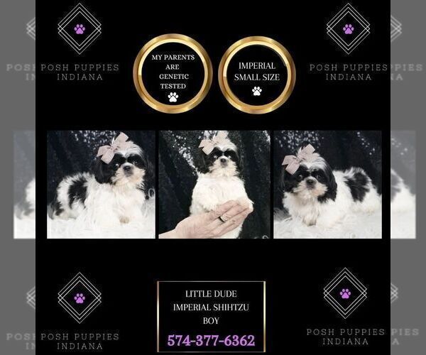 Medium Photo #2 Shih Tzu Puppy For Sale in WARSAW, IN, USA