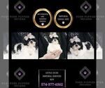 Small Photo #2 Shih Tzu Puppy For Sale in WARSAW, IN, USA