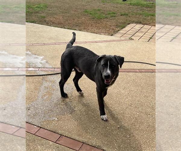 Medium Photo #1 American Bulldog-Unknown Mix Puppy For Sale in Mobile, AL, USA