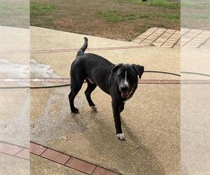 American Bulldog-Unknown Mix Dogs for adoption in Mobile, AL, USA