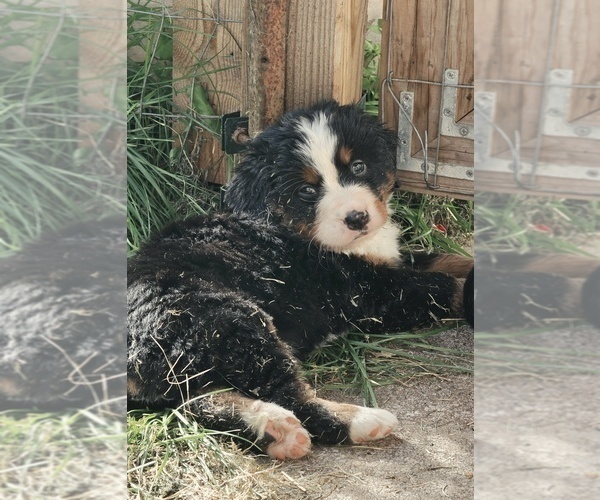 Medium Photo #2 Bernese Mountain Dog Puppy For Sale in SUPERIOR, WI, USA