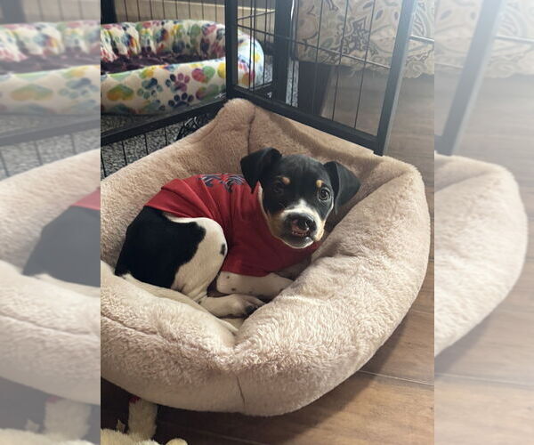 Medium Photo #3 Mutt Puppy For Sale in Springdale, PA, USA