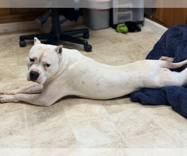 Medium Photo #2 American Bulldog Puppy For Sale in Raleigh, NC, USA