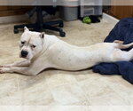 Small #1 American Bulldog