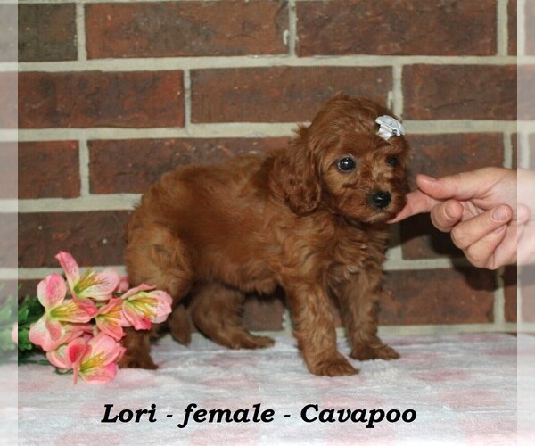 Medium Photo #4 Cavapoo (Miniature) Puppy For Sale in CLARKRANGE, TN, USA