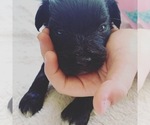 Small Photo #3 Aussie-Poo Puppy For Sale in ODIN, IL, USA
