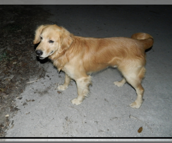 Medium Photo #1 Golden Retriever Puppy For Sale in FORT VALLEY, GA, USA