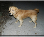Small Photo #1 Golden Retriever Puppy For Sale in FORT VALLEY, GA, USA
