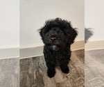 Small Photo #6 Poodle (Miniature) Puppy For Sale in BASTROP, TX, USA