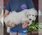 Small #1 Australian Shepherd Mix