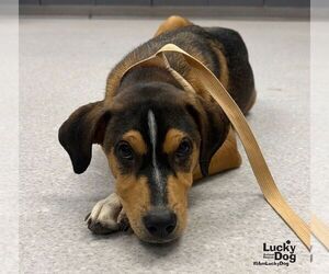 Marley - Male Labbe Dog for Adoption - Photo #2