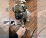 Small #4 German Shepherd Dog
