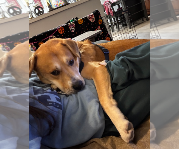 Medium Photo #6 Labrachow Puppy For Sale in Holly Springs, NC, USA