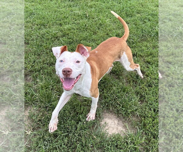 Medium Photo #3 Mutt Puppy For Sale in Evansville, IN, USA