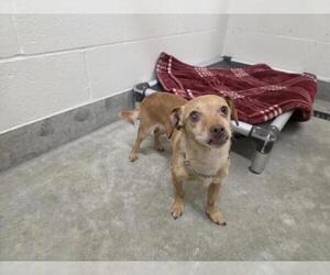 Chihuahua-Unknown Mix Dogs for adoption in Jackson, CA, USA