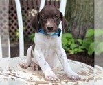 Small Photo #5 German Shorthaired Pointer Puppy For Sale in NARVON, PA, USA