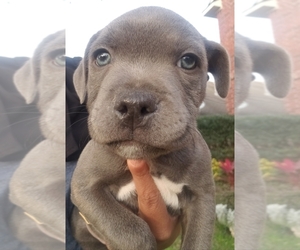 Staffordshire Bull Terrier Puppy for Sale in HOUSTON, Texas USA