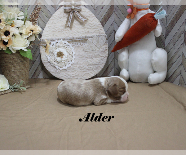 Medium Photo #7 Cavalier King Charles Spaniel Puppy For Sale in CHANUTE, KS, USA