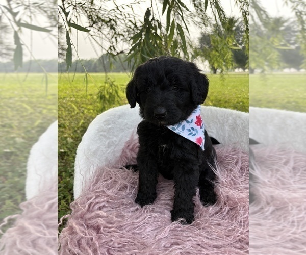 Medium Photo #5 Goldendoodle Puppy For Sale in CLARKSVILLE, TX, USA