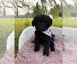 Puppy Pepper Goldendoodle