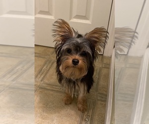 Yorkshire Terrier Puppy for sale in MILAN, TN, USA